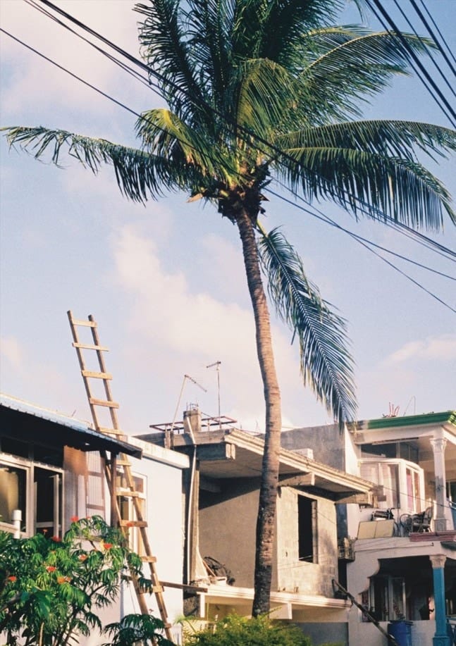 Palm Ladder, ByDai
