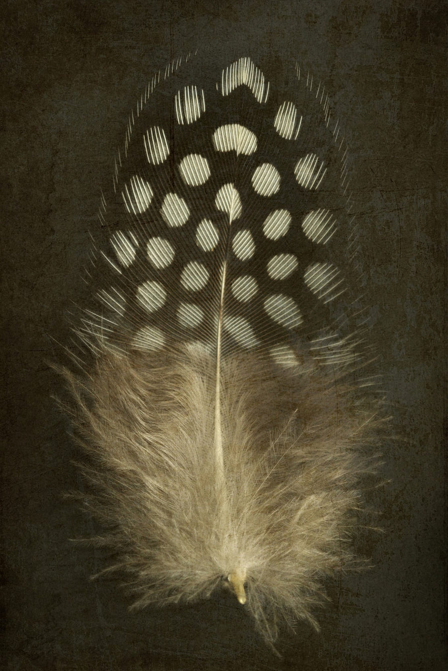 Spotted Guinea Feather By Alyson Fennell | Art & Canvas Print