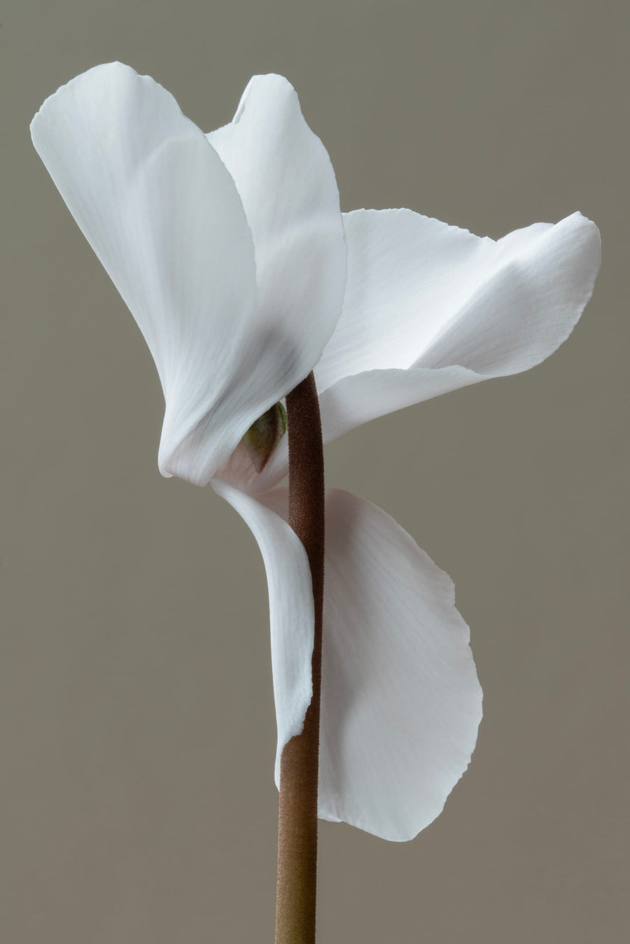 Pure White Flower By Alyson Fennell | Art & Canvas Print