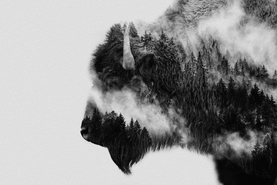 Forest Bison Spirit By Angyalosi Beáta | Art & Canvas Print