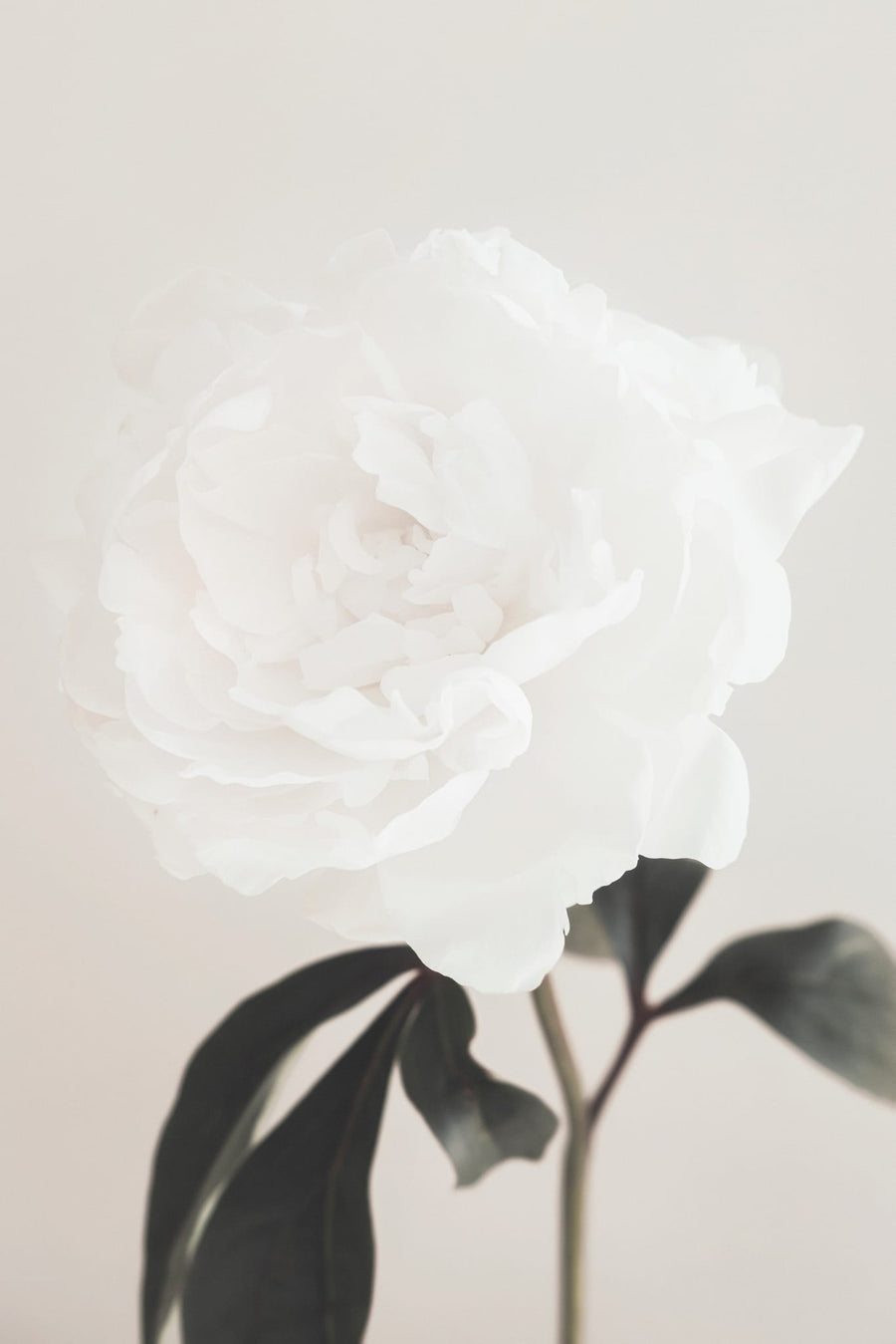 Elegant White Peony By Pictufy Studio III | Art & Canvas Print