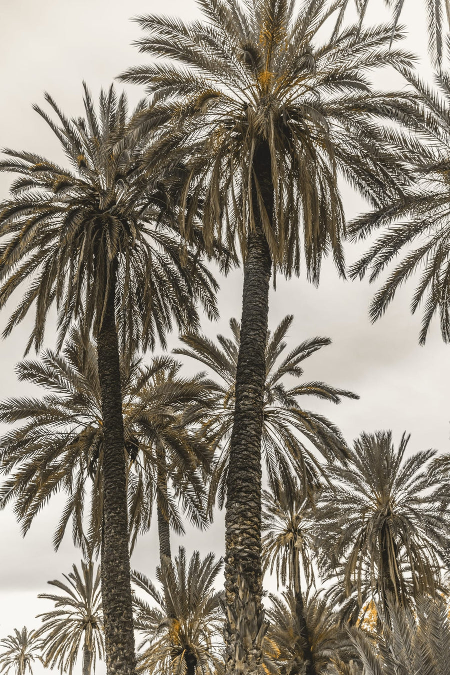 Sicilian Memories 17 By Mareike Böhmer | Art & Canvas Print