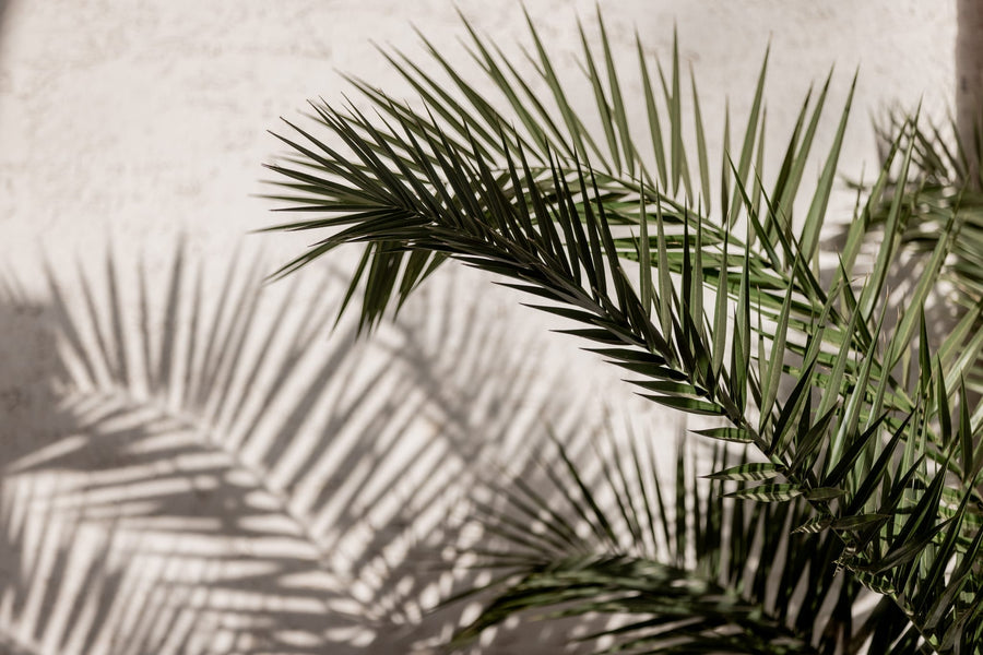 Summer Shadows 8 By Mareike Böhmer | Art & Canvas Print