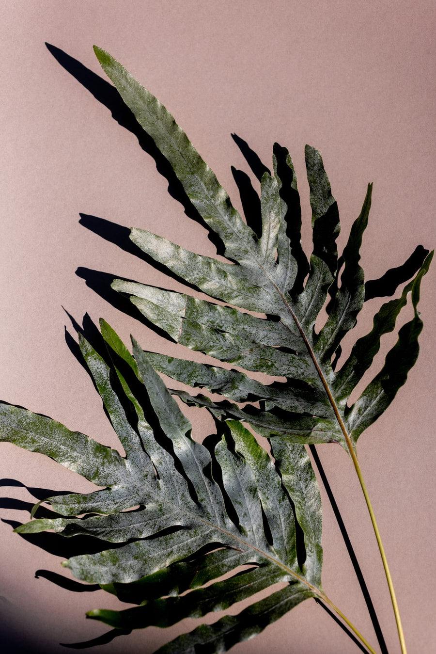 Fern Leaves and Shadows By Mareike Böhmer | Art & Canvas Print