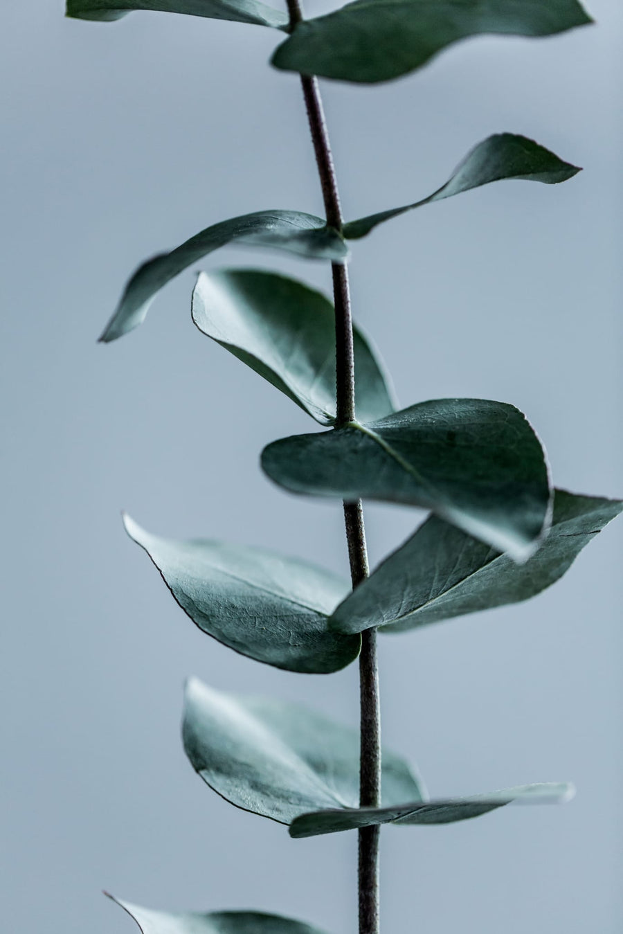 Eucalyptus Leaves By Mareike Böhmer | Art & Canvas Print