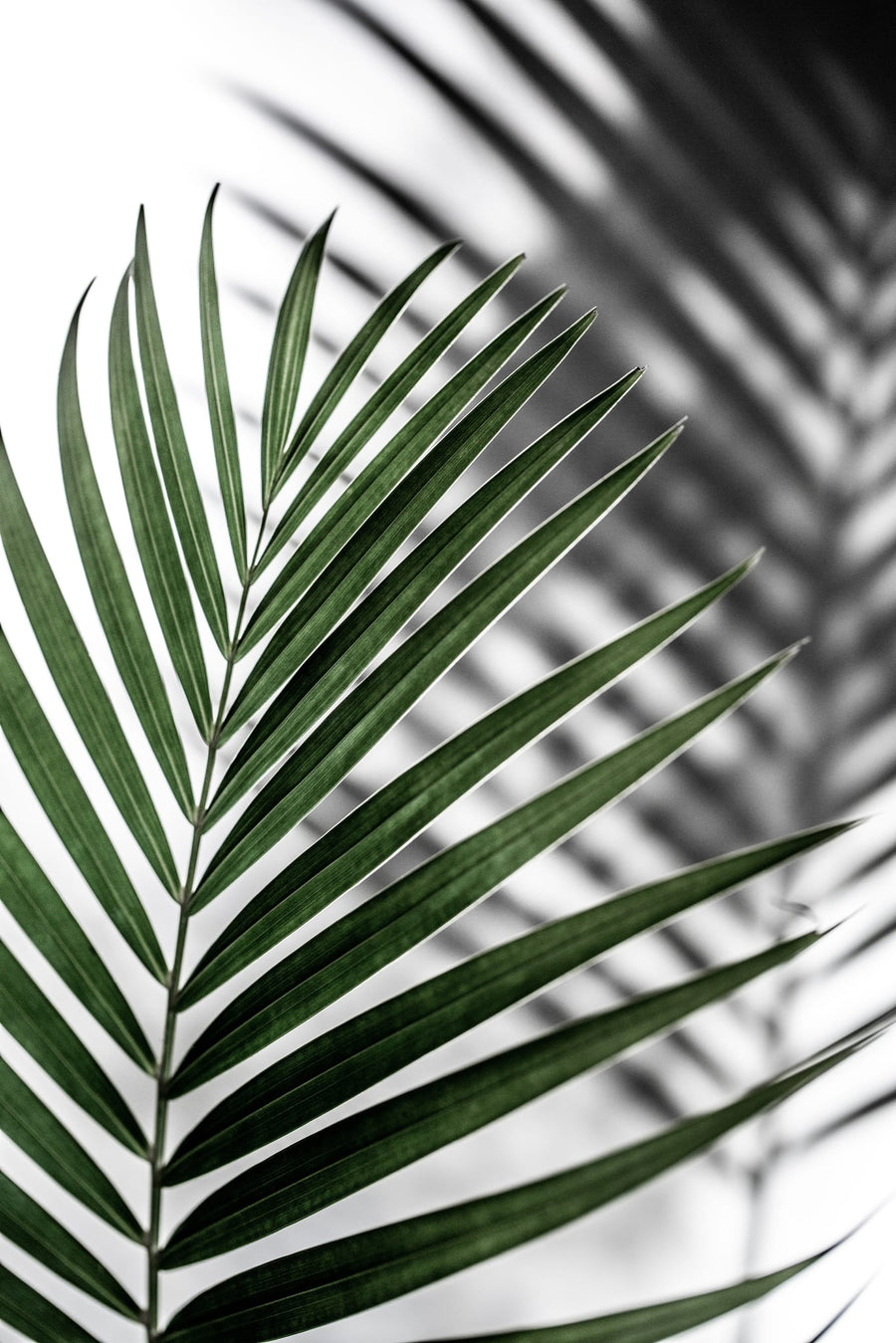 Vibrant Green Palm Leaf By Mareike Böhmer | Art & Canvas Print