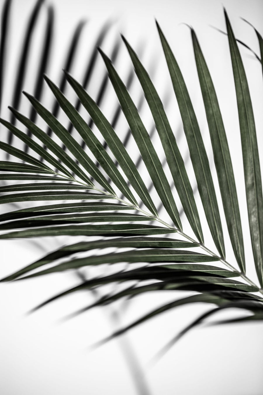Vibrant Green Palm Leaf By Mareike Böhmer | Art & Canvas Print