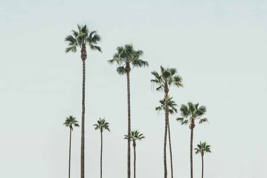 Cali Palms By Kathrin Pienaar | Art & Canvas Print