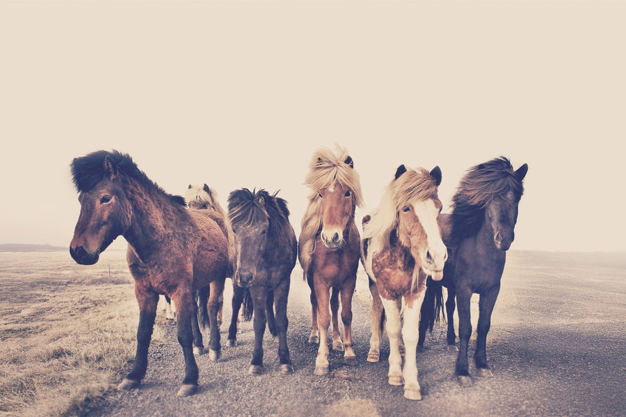 Horses By Kathrin Pienaar | Art & Canvas Print
