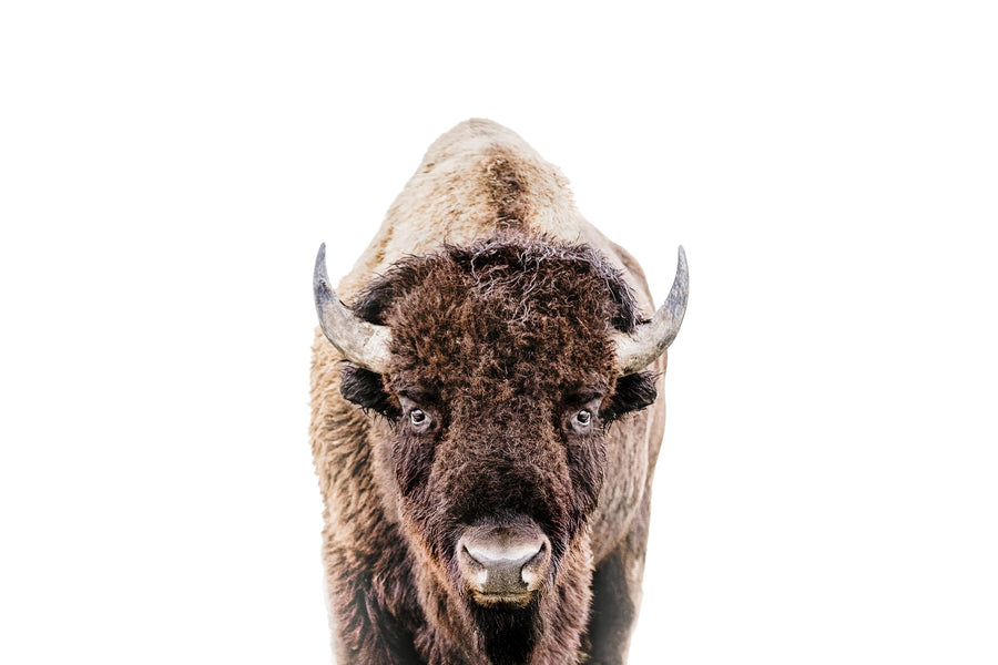 Bison By Kathrin Pienaar | Art & Canvas Print
