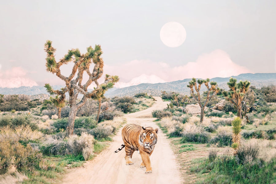 Wandering Tiger By Kathrin Pienaar | Art & Canvas Print