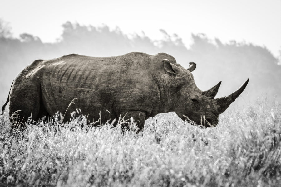 Black and White Rhino By Heinrich Carstens | Art & Canvas Print