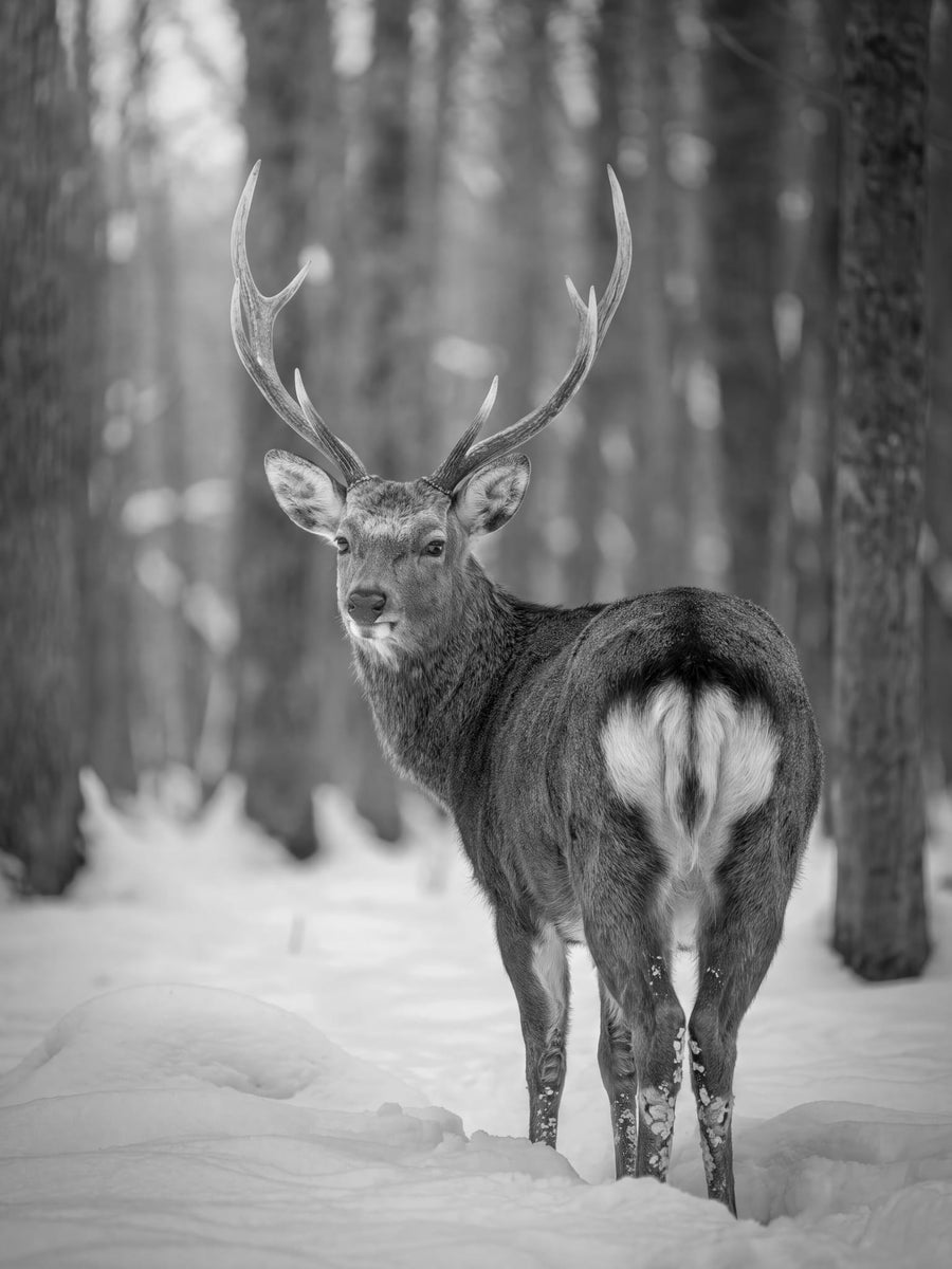 Majestic Winter Deer By Andreas Magnusson | Art & Canvas Print