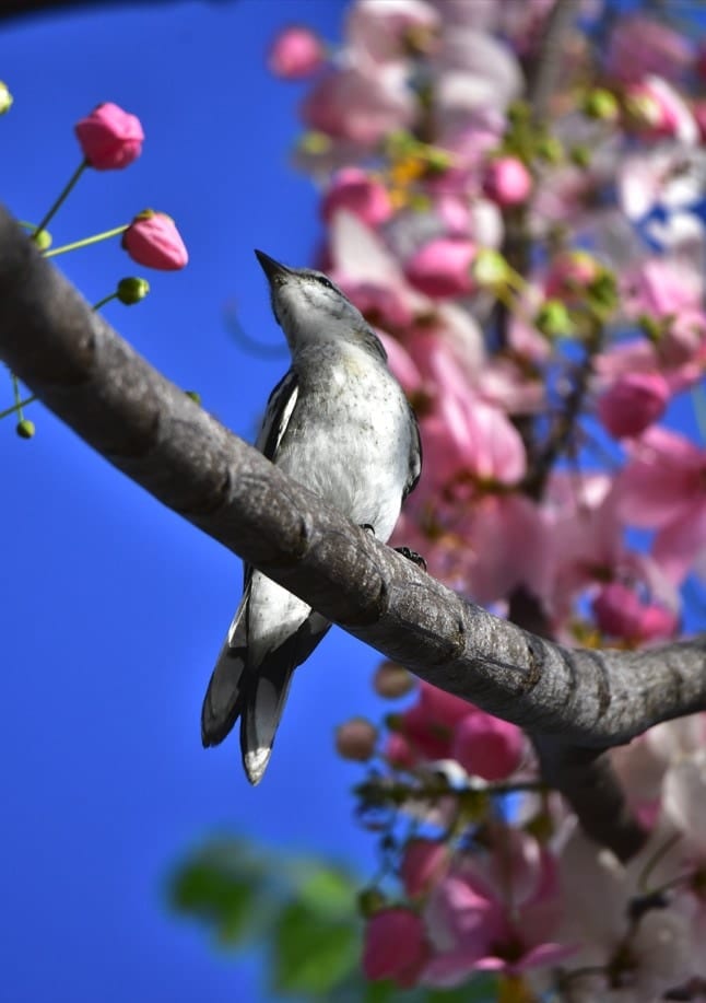 A Moment In Spring By Christian Peligrino | Art Print