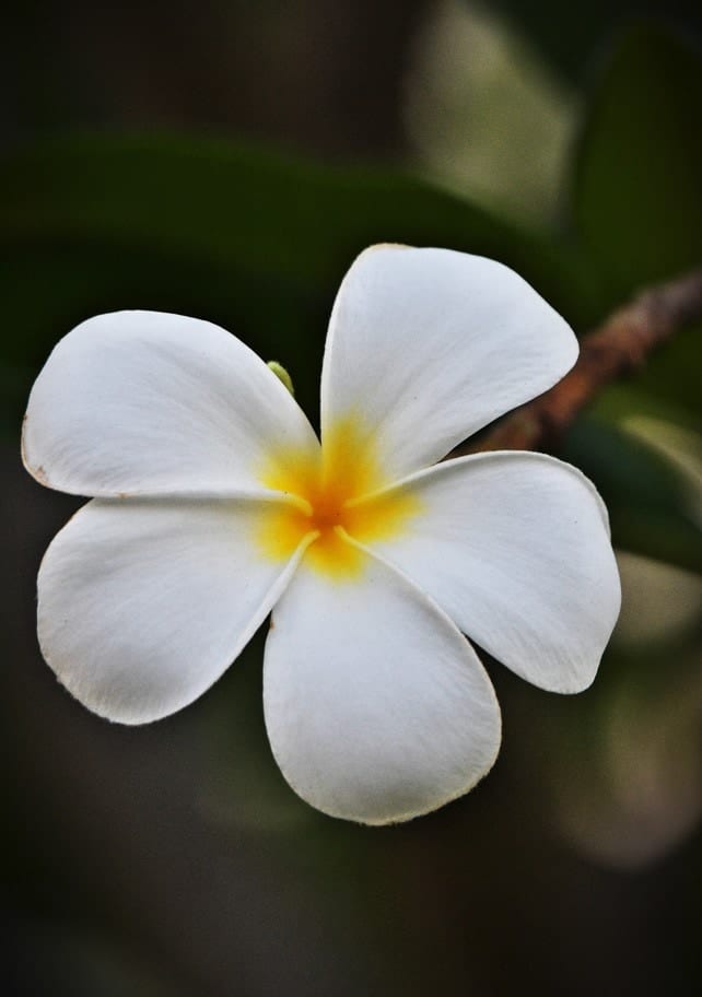 Whispers Of Plumeria By Christian Peligrino | Art Print