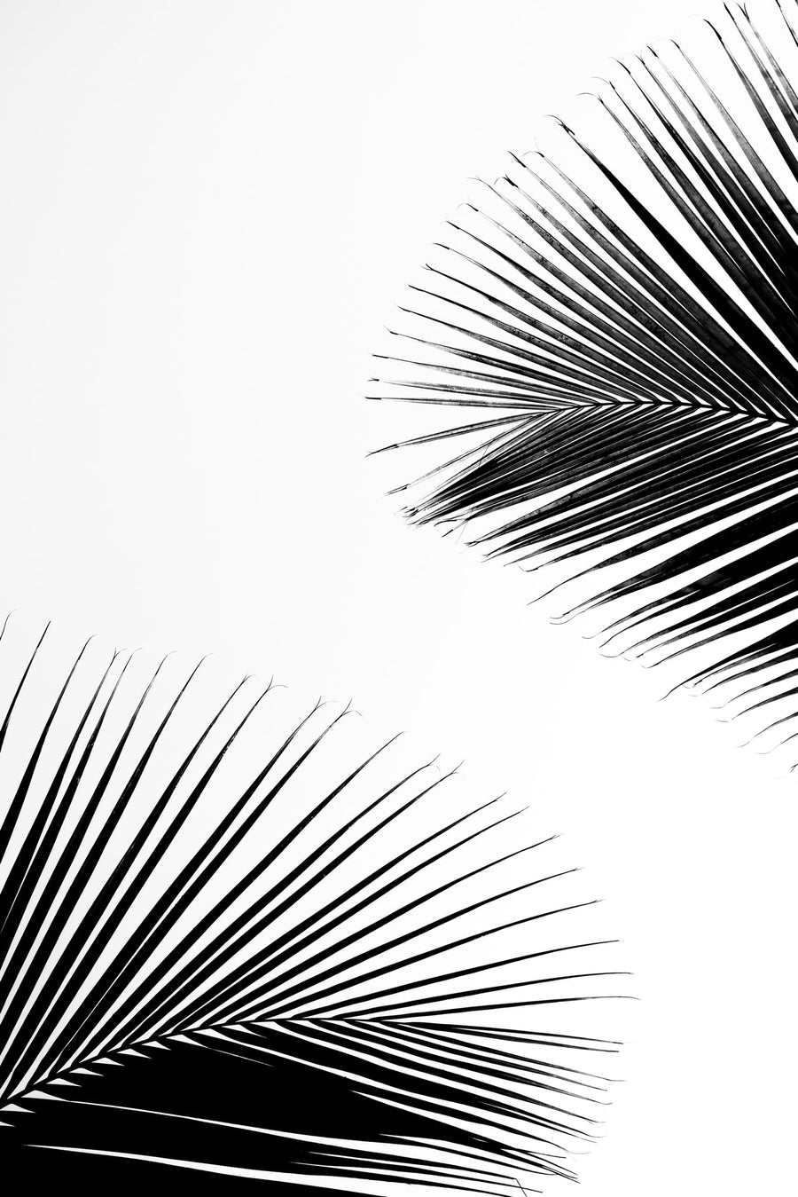 Tropical Palm Silhouettes By Photolovers | Art & Canvas Print