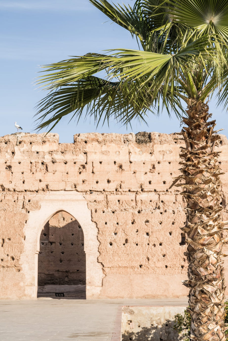 Marrakech Old Wall Palm By Photolovers | Art & Canvas Print