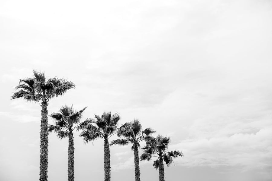 Monochrome Palm Trees By Photolovers | Art & Canvas Print