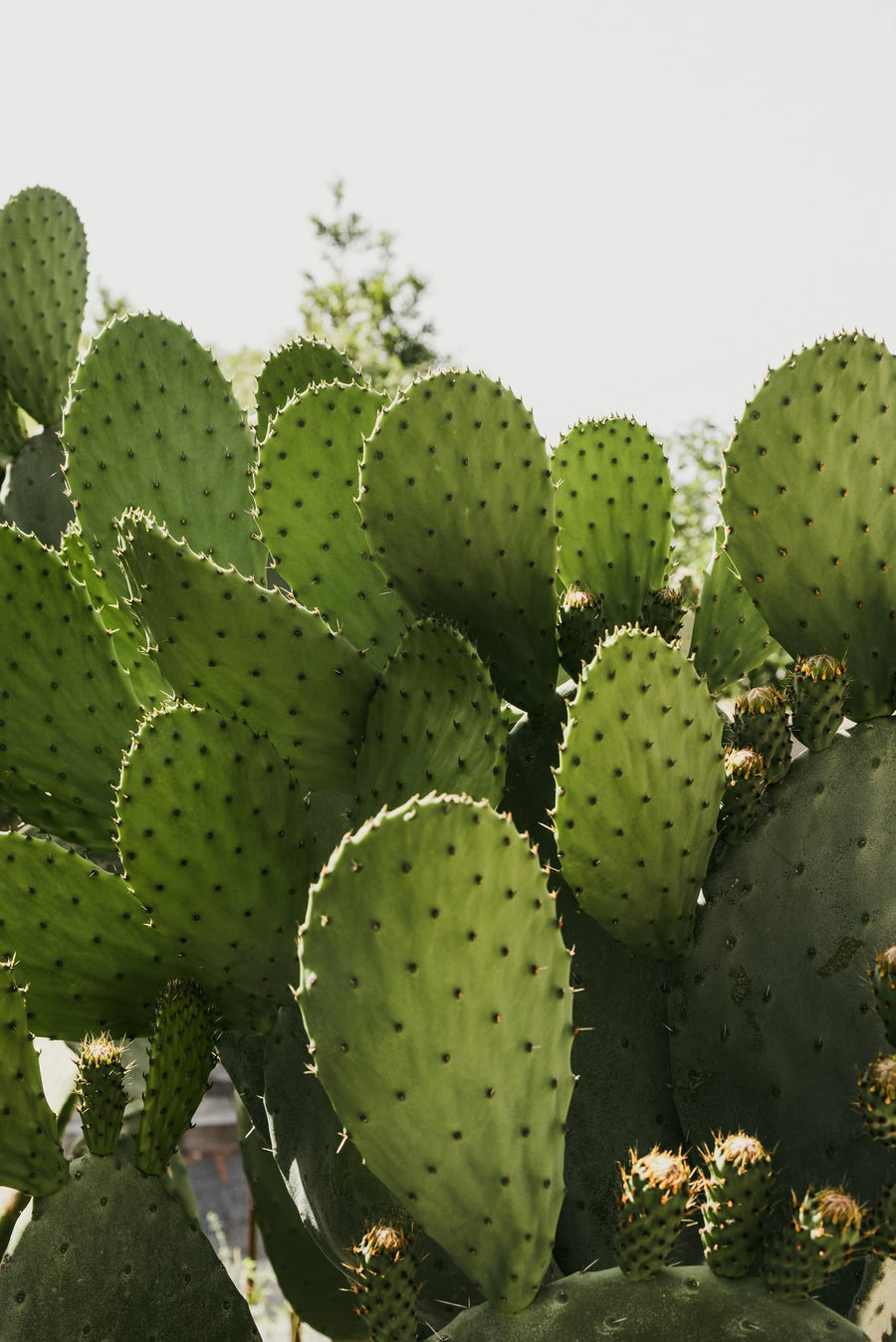 Vibrant Prickly Pear Cactus By Photolovers | Art & Canvas Print
