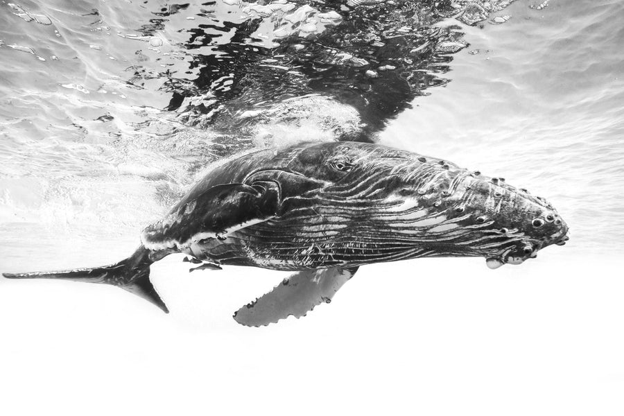 Majestic Humpback Whale By Barathieu Gabriel | Art & Canvas Print