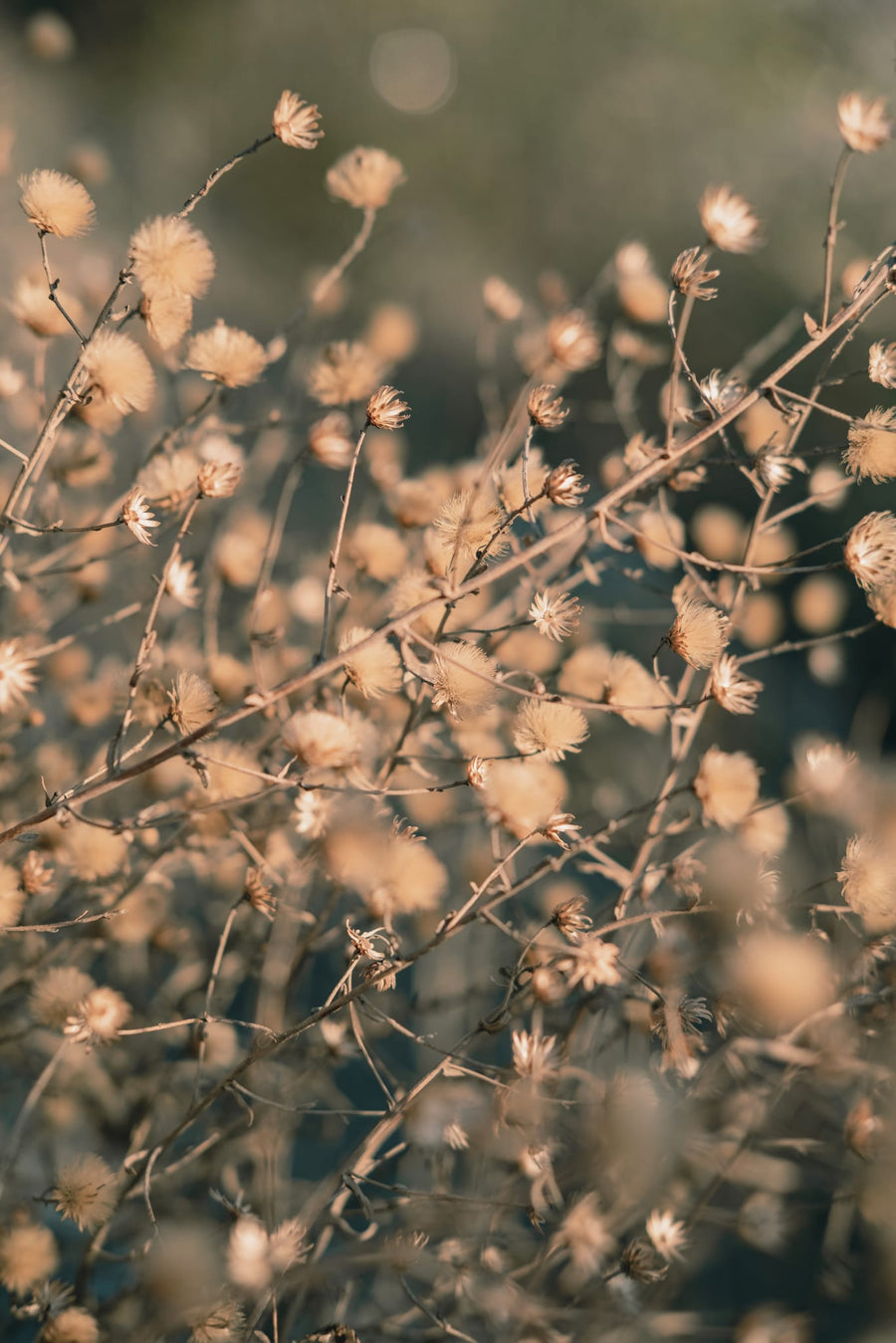 Soft Dried Botanicals By Pictufy Studio III | Art & Canvas Print