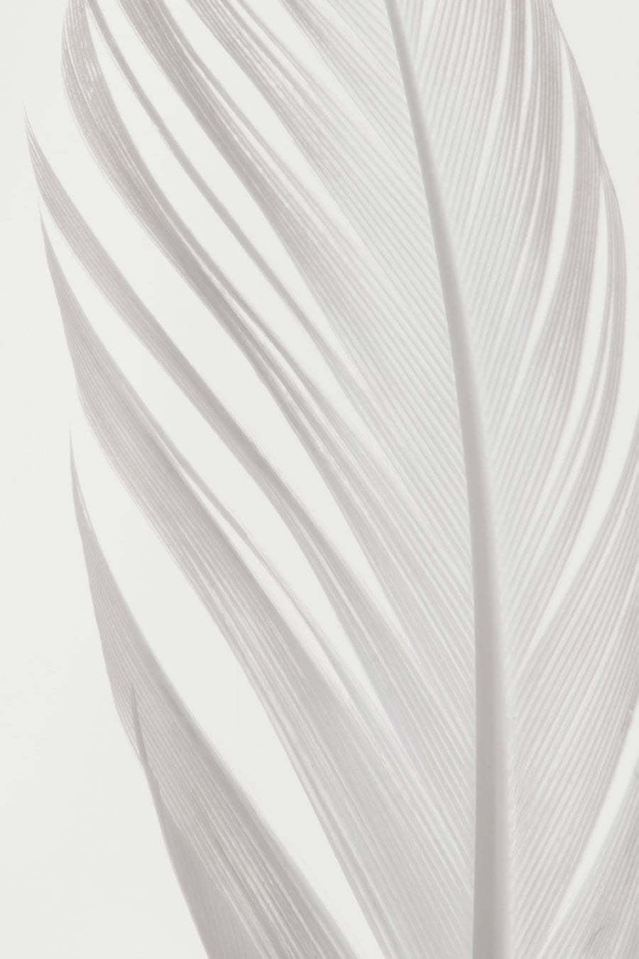 Delicate White Feather By Pictufy Studio III | Art & Canvas Print