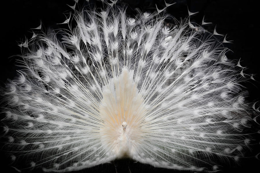 Majestic White Peacock By Pino Liddi | Art & Canvas Print