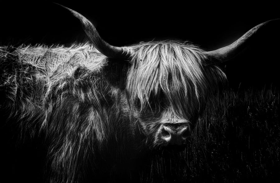 Highland Cow Portrait By Stefan Eisele | Art & Canvas Print