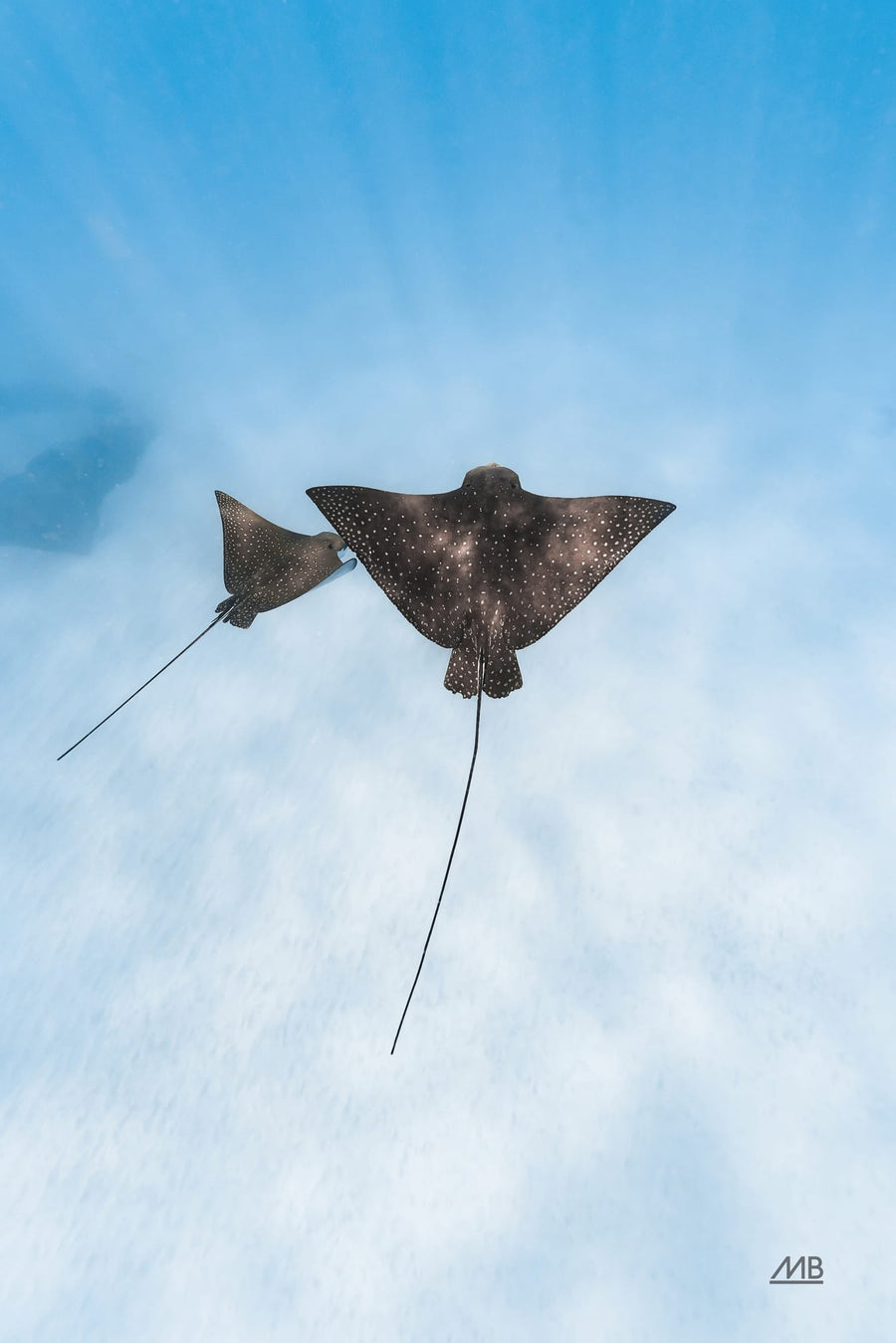Eagle Ray Duo By Max Blakesberg Studios | Art & Canvas Print