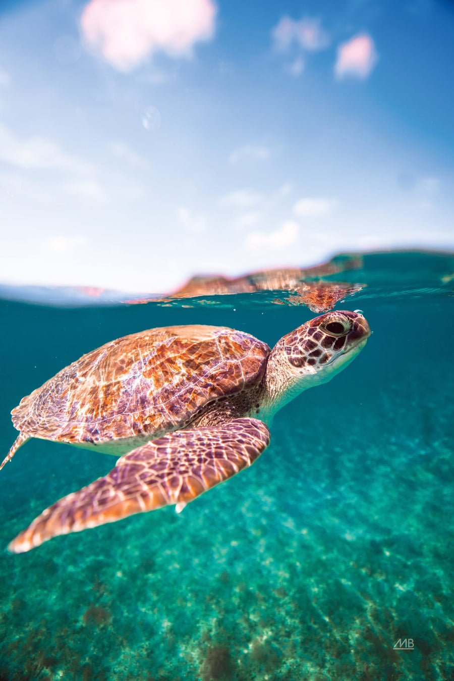 Surfacing By Max Blakesberg Studios | Art & Canvas Print