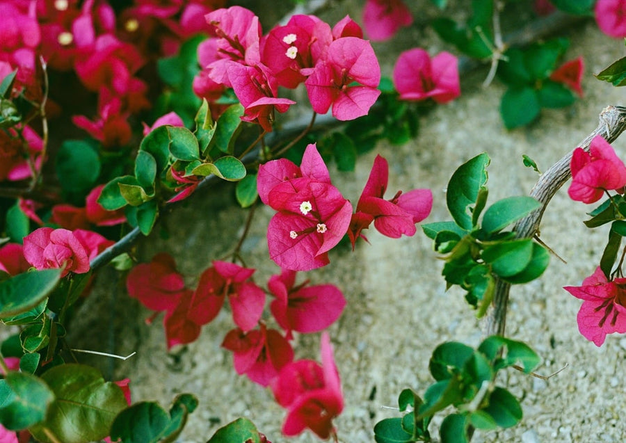 Amalfi Coast Flowers by Bethany Young