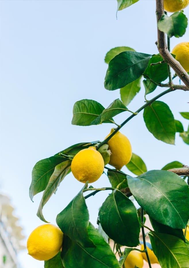 Amalfi Coast Lemons III By Bethany Young