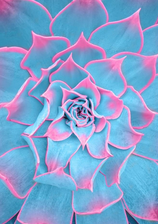 Blue And Pink Succulent By Tom Windeknecht