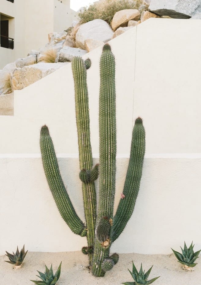 Cabo Cactus X By Bethany Young
