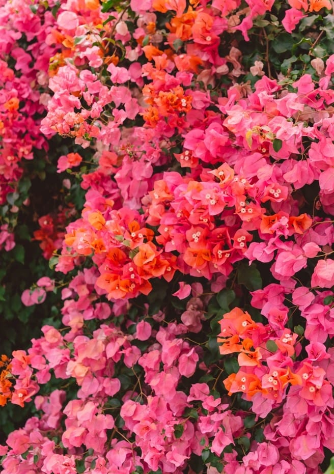 California Blooms By Bethany Young