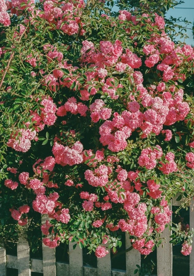 Cannon Beach Blooms By Bethany Young