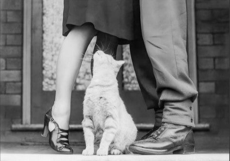 Cat Lovers Vintage Photograph Wall Art