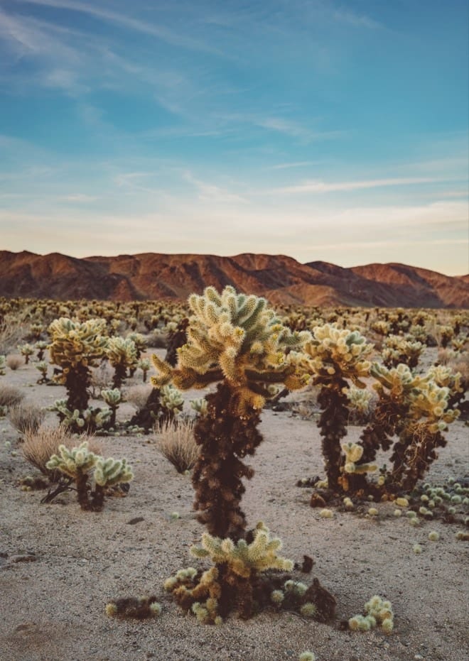 Cholla Cactus Garden II By Bethany Young