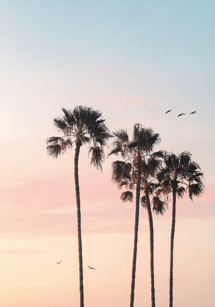 Cotton Sunset Photography Paradise Artwork