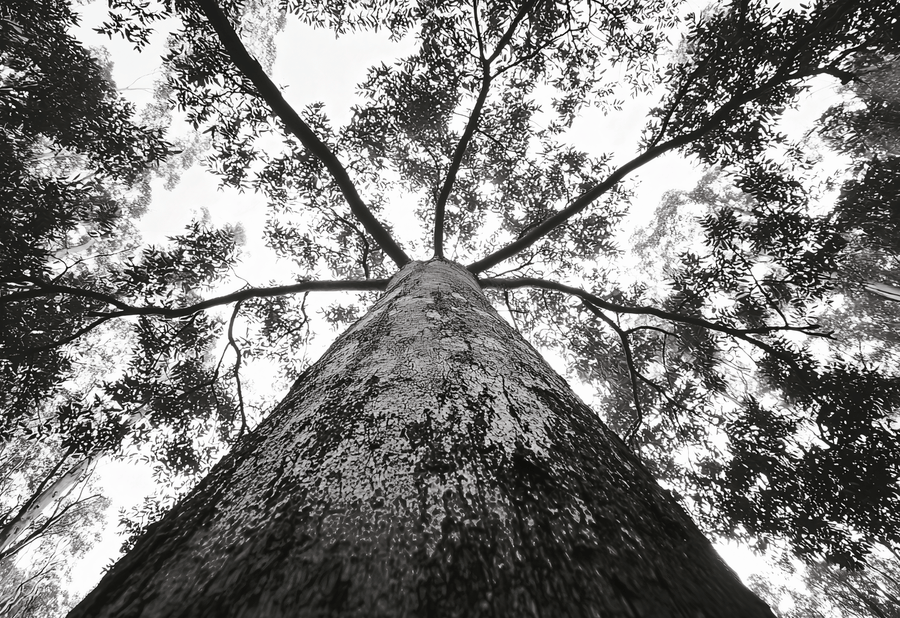 Crown of the Earth Photograph