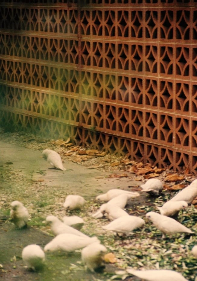 Driveway Birds By byDai