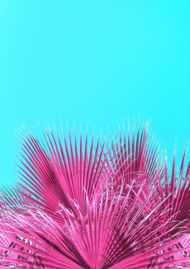 Electric Pink Palm Tree By Tom Windeknecht