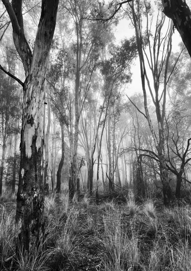 Eucalyptus Fog by Nicole Hunter