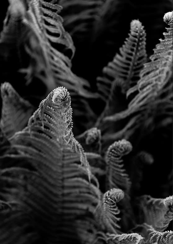 Ferns By Robin Skjoldborg