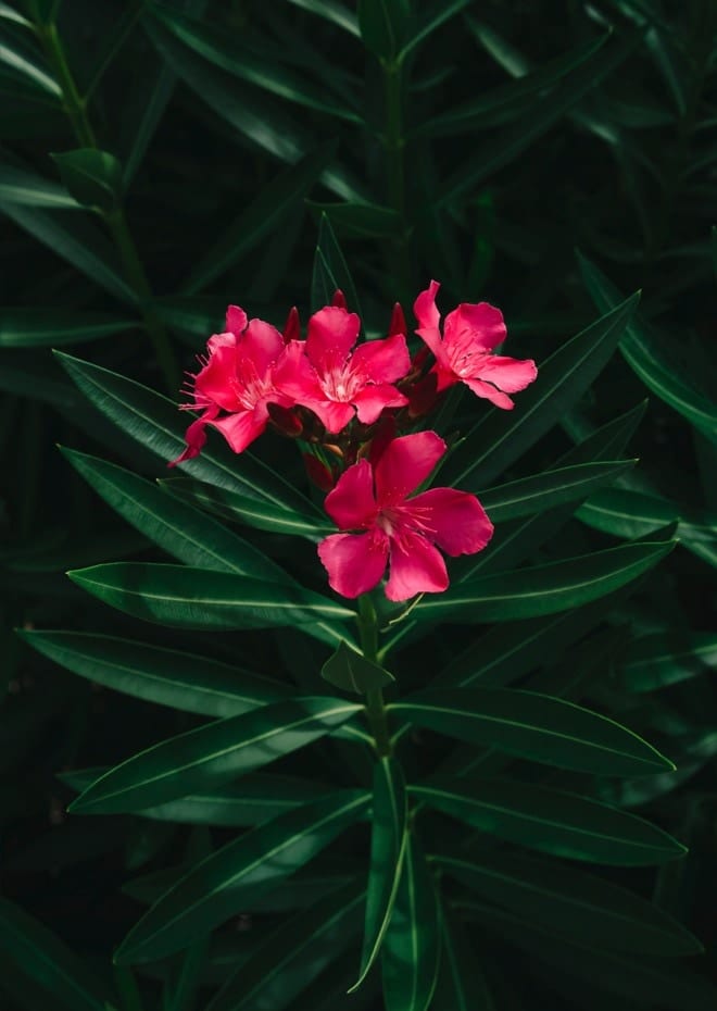 Florida Blooms By Bethany Young