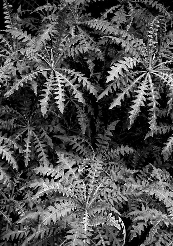 Forest Ferns By Robin Skjoldborg