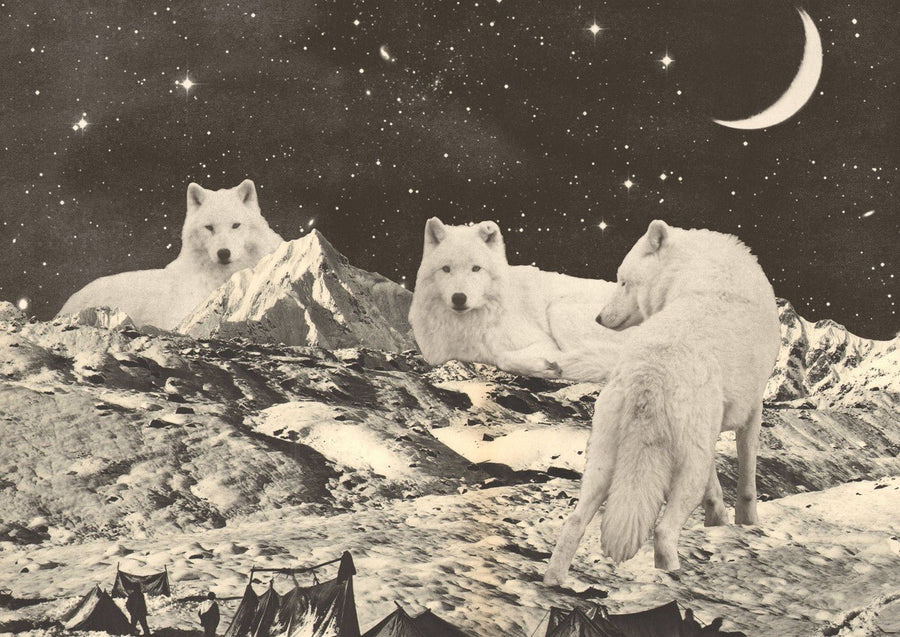 Giant White Wolves by Florent Bodart