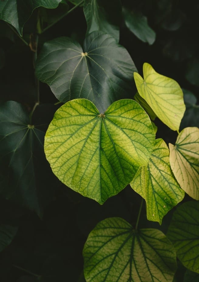 Hawaiian Heart By Bethany Young
