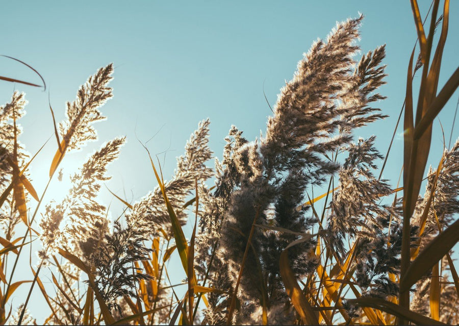 Illuminated Reeds by Aaron Borchardt