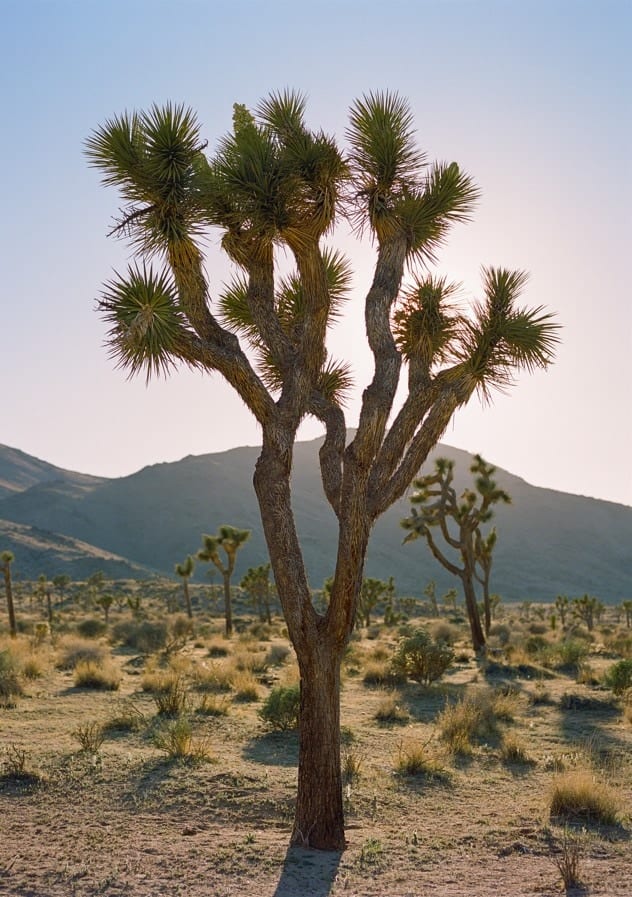 Joshua Tree Evening By Bethany Young